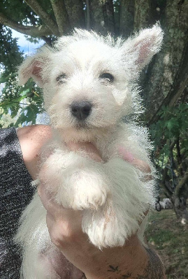 CHIOT 4