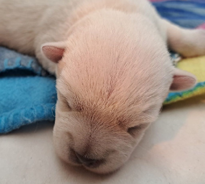 CHIOT 3