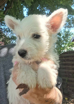 CHIOT 2