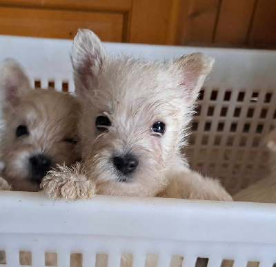 CHIOT 6