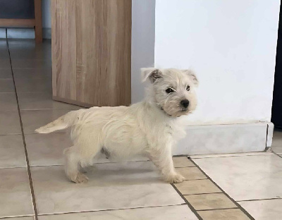 CHIOT 4
