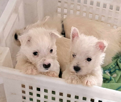 CHIOT 3
