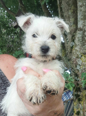 CHIOT 1