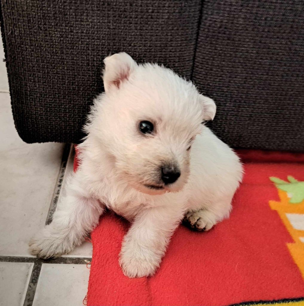 Du Refuge Saint Bernard - Chiots disponibles - West Highland White Terrier