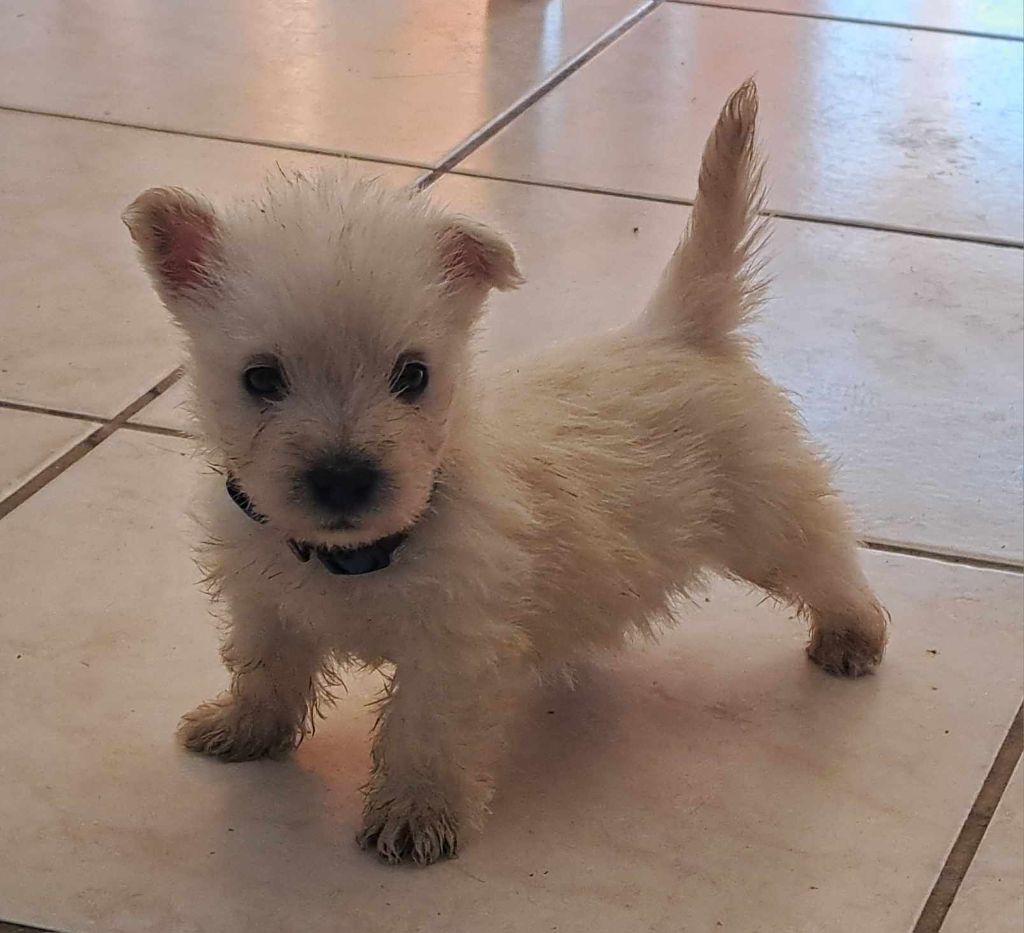 Du Refuge Saint Bernard - Chiots disponibles - West Highland White Terrier