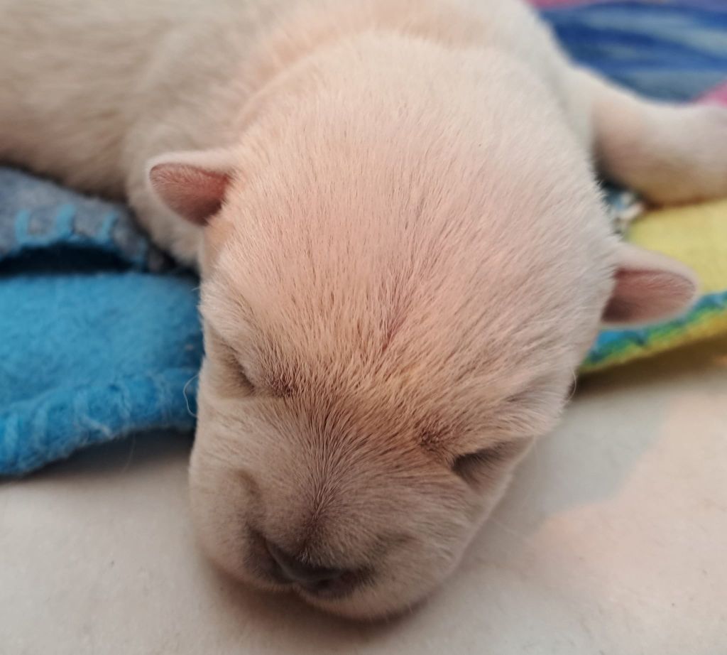 Du Refuge Saint Bernard - Chiots disponibles - West Highland White Terrier