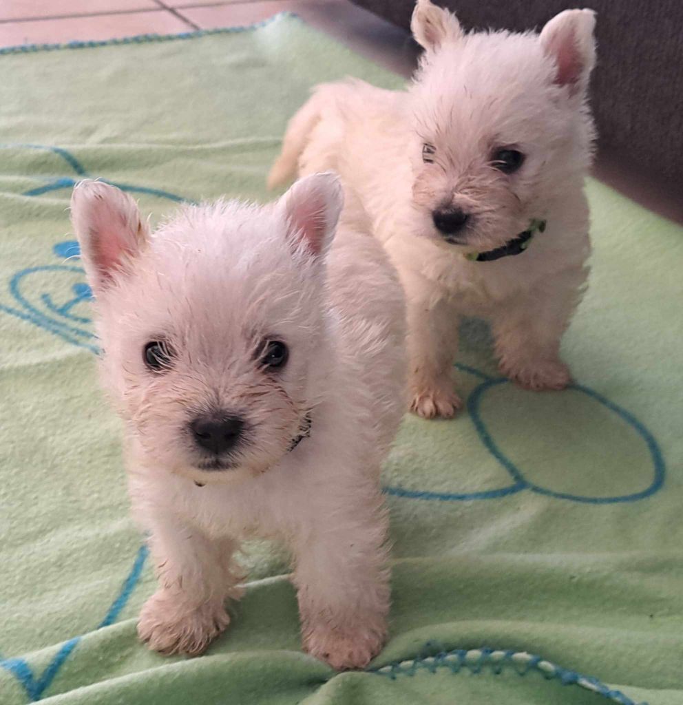 Du Refuge Saint Bernard - Chiots disponibles - West Highland White Terrier