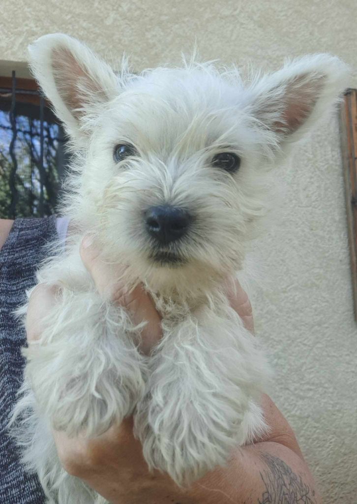 Du Refuge Saint Bernard - Chiots disponibles - West Highland White Terrier