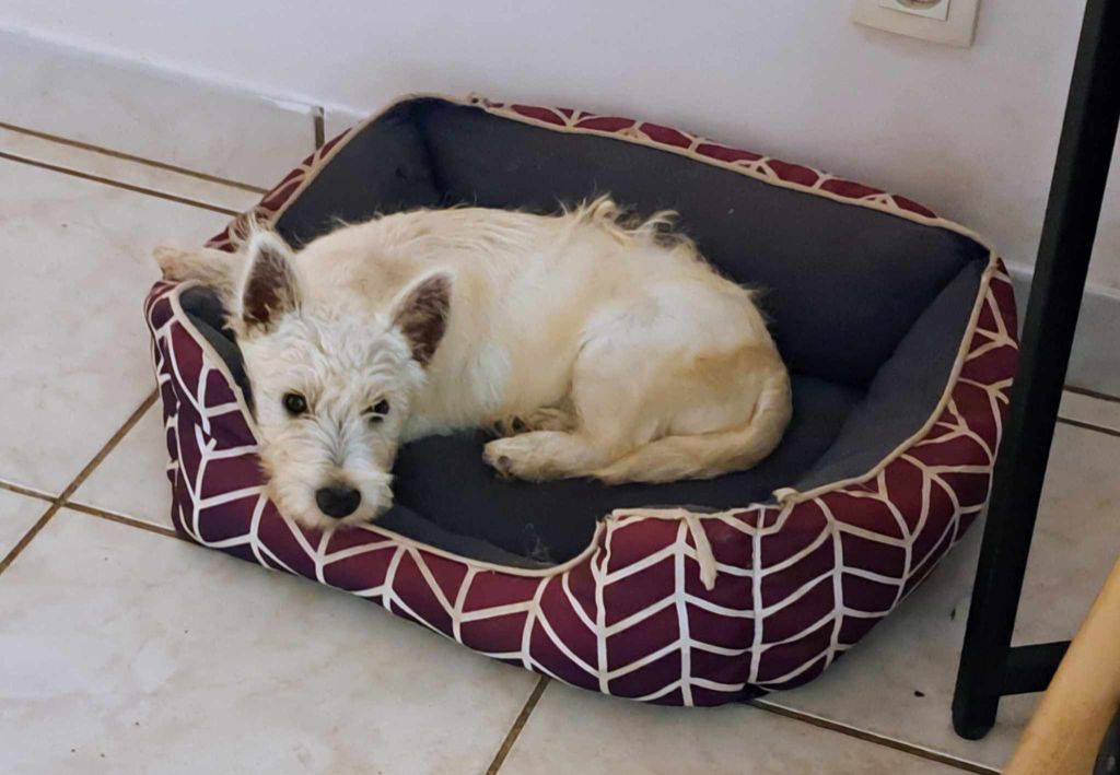 Chiot West Highland White Terrier Du Refuge Saint Bernard