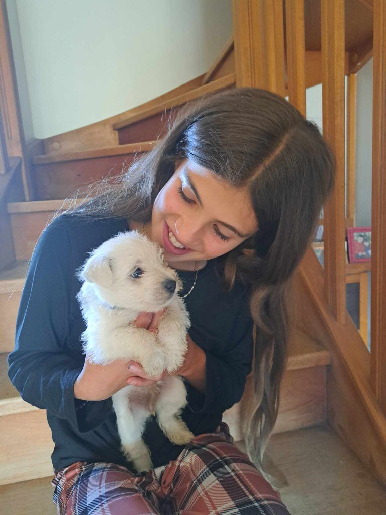 Chiot West Highland White Terrier Du Refuge Saint Bernard