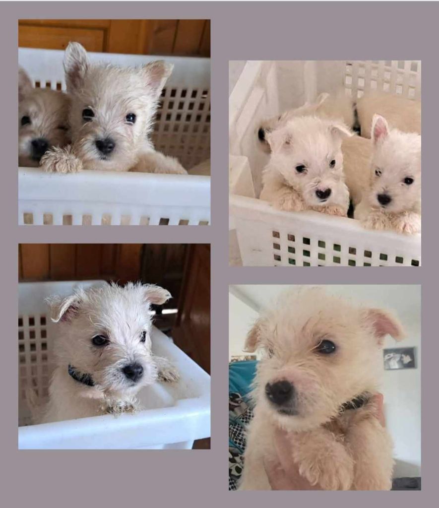 CHIOT 1