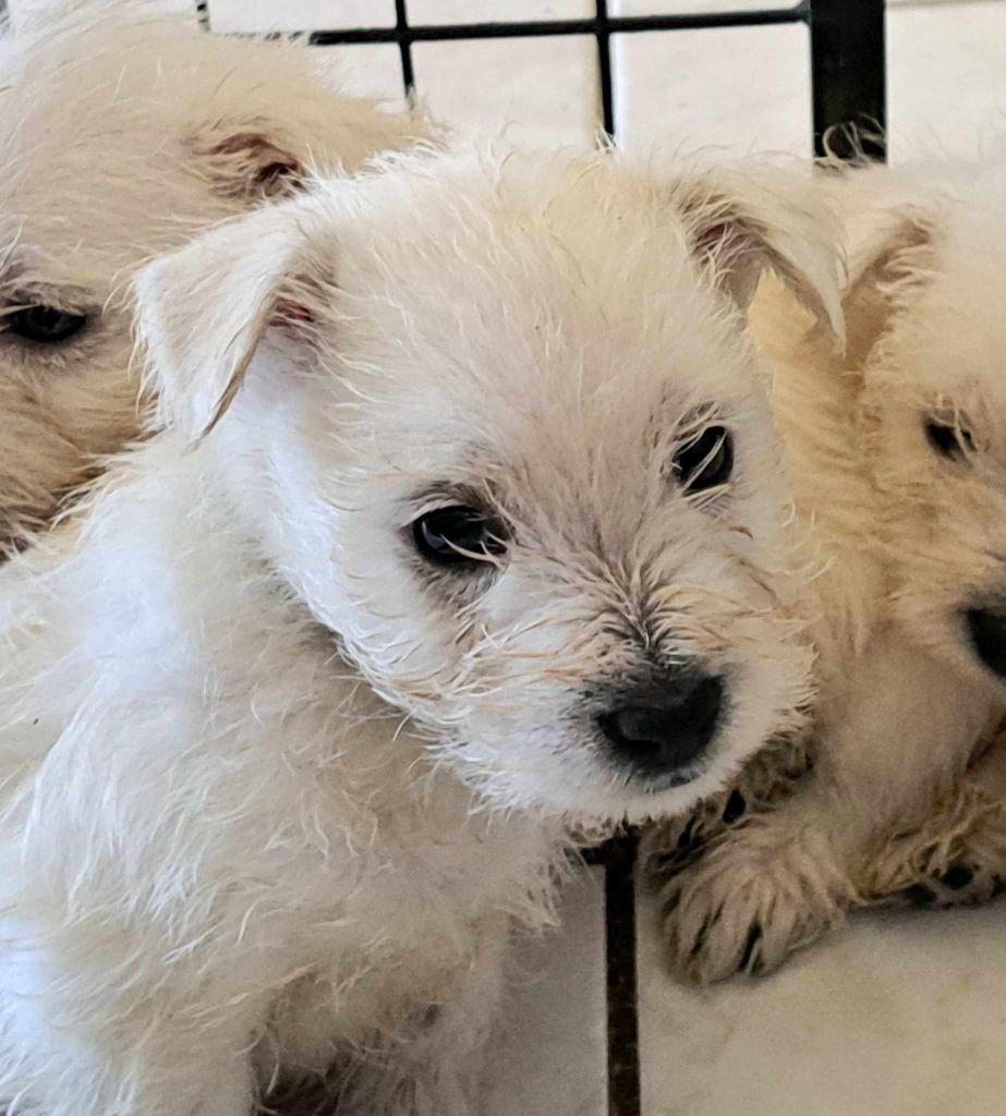 Du Refuge Saint Bernard - Chiots disponibles - West Highland White Terrier