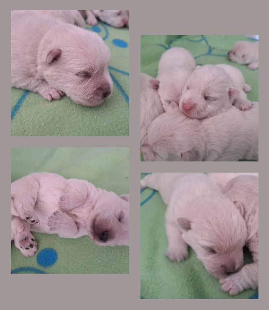 Chiot West Highland White Terrier Du Refuge Saint Bernard