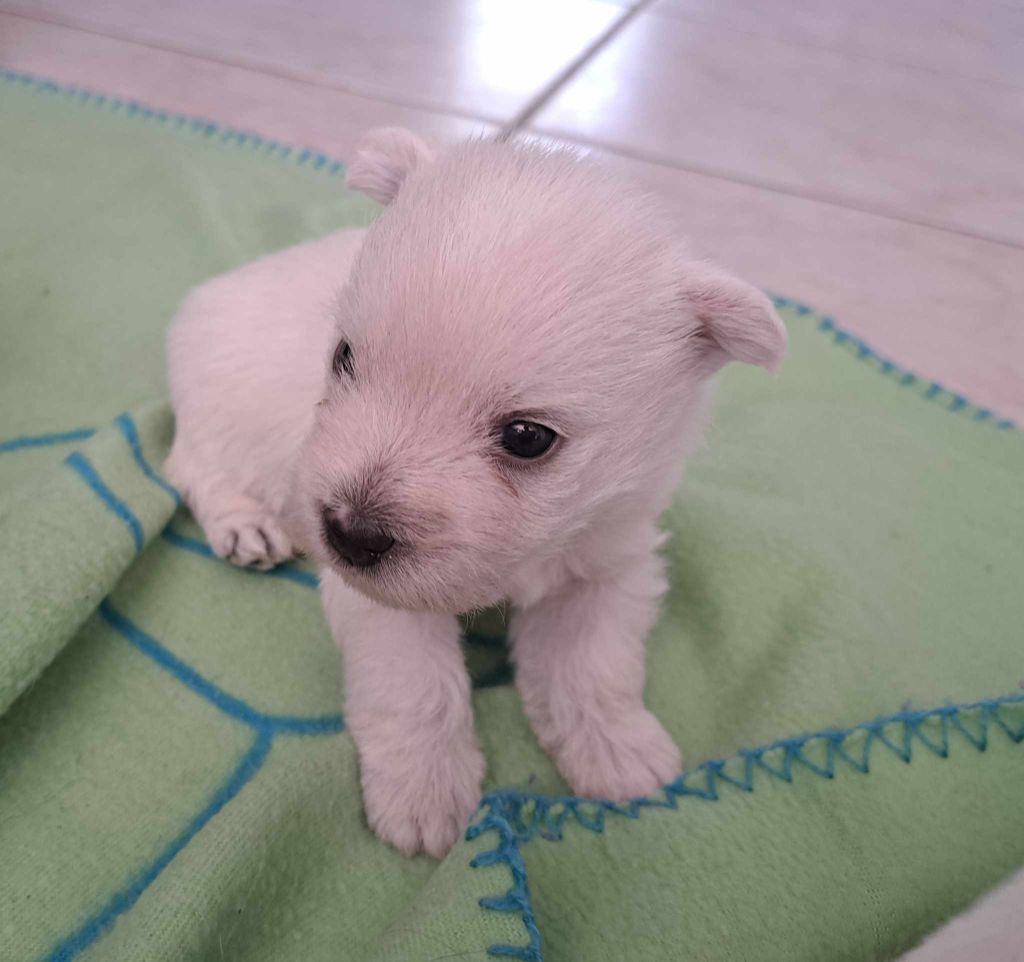 Du Refuge Saint Bernard - Chiots disponibles - West Highland White Terrier