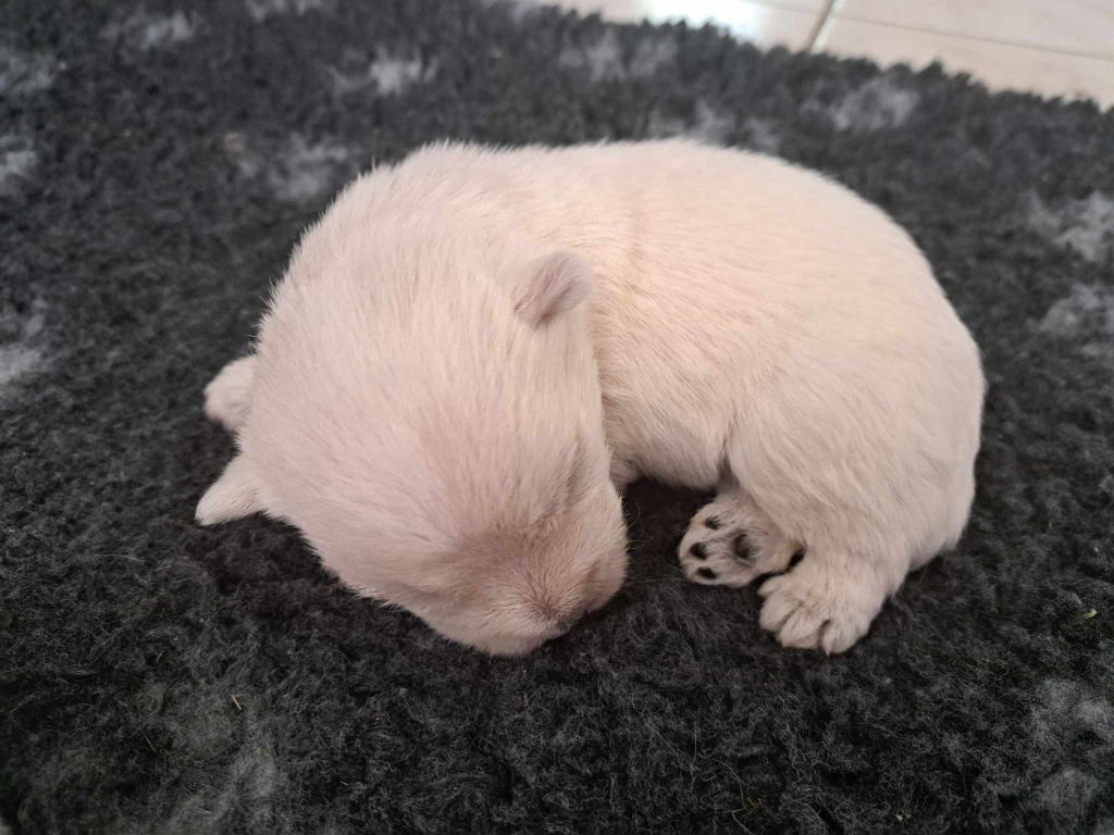 Du Refuge Saint Bernard - Chiots disponibles - West Highland White Terrier