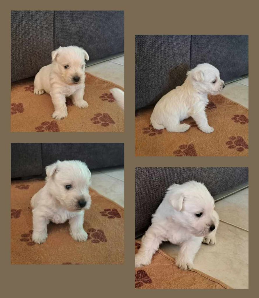 Chiot West Highland White Terrier Du Refuge Saint Bernard