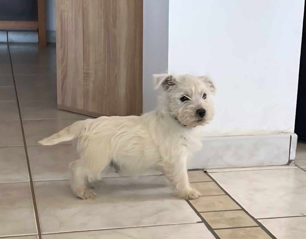 Du Refuge Saint Bernard - Chiots disponibles - West Highland White Terrier