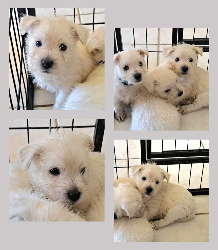 Du Refuge Saint Bernard - Chiots disponibles - West Highland White Terrier