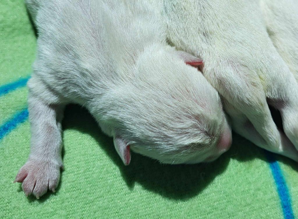 Du Refuge Saint Bernard - Chiots disponibles - West Highland White Terrier