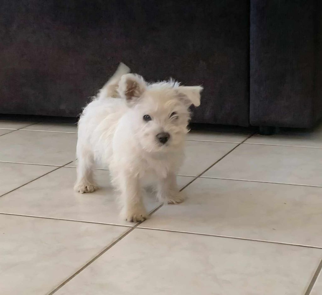 Du Refuge Saint Bernard - Chiots disponibles - West Highland White Terrier