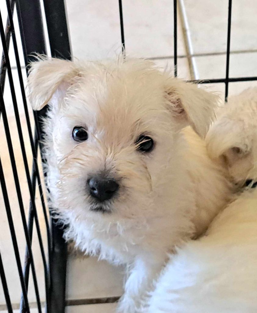 Du Refuge Saint Bernard - Chiots disponibles - West Highland White Terrier